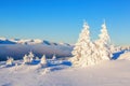 Forests covered with snow.