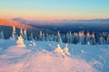 Forests covered with snow.