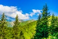 Forests of evergreen conifers in Fagaras Carpathians Mountains in Romania