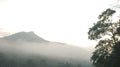 Forests with fog in front of mountain