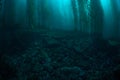 Dark Forest of Giant Kelp in California