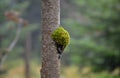 In forests high in the mountains, moss grows directly on the trees and forms bumps on the trunk