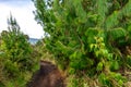 forests and mountains in the beautiful Colombian nature Royalty Free Stock Photo