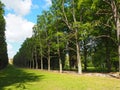 Forests next to the orangerie palace Potsdam Germany Royalty Free Stock Photo