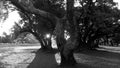 Trees in backlight - black and white