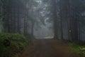 Forests in Rychory in the Giant Moutains in the Czech Republic