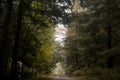 Forests in Rychory in the Giant Moutains in the Czech Republic