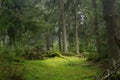 Forests in Rychory in the Giant Moutains in the Czech Republic