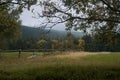 Forests in Rychory in the Giant Moutains in the Czech Republic