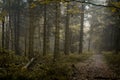 Forests in Rychory in the Giant Moutains in the Czech Republic