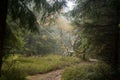 Forests in Rychory in the Giant Moutains in the Czech Republic