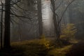 Forests in Rychory in the Giant Moutains in the Czech Republic