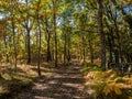 Forests in the sierra sifted to madrid, spain in autumn Royalty Free Stock Photo