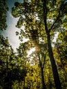 Forests in the sierra sifted to madrid, spain in autumn Royalty Free Stock Photo