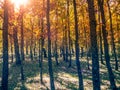 Forests in the sierra sifted to madrid, spain in autumn Royalty Free Stock Photo