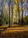 Forests in the sierra sifted to madrid, spain in autumn Royalty Free Stock Photo