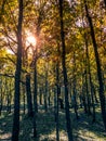 Forests in the sierra sifted to madrid, spain in autumn Royalty Free Stock Photo