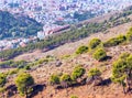 Forest outside the city Royalty Free Stock Photo