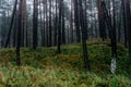 Forests , trees. Royalty Free Stock Photo