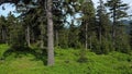 Forests trees spruce Picea abies in Jeseniky Protected Landscape, climax spruce wood virgin
