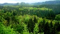 Forests Royalty Free Stock Photo