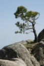 Foret de Marghese, Corsica Royalty Free Stock Photo