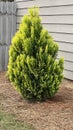 Large Forever Goldy Arborvitae shrub Royalty Free Stock Photo