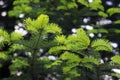 Forever green tree - spruce with young bright green needles, background. Coniferous tree, spring