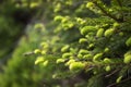 Forever green tree - spruce with young bright green needles, background. Coniferous tree, spring