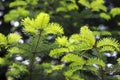 Forever green tree - spruce with young bright green needles, background. Coniferous tree, spring