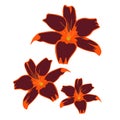 Forever Susan Asiatic Lily burgundy and orange flower