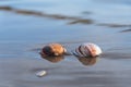 Forever together seashells wallpaper Royalty Free Stock Photo