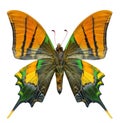 Forewing view of Indian emperor or Kaiser-I-Hind butterfly in middle age life cycle wich about to loose its scale