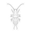 Forficula auricularia. Earwig. Sketch of Earwig