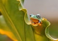 Forg tree frog Royalty Free Stock Photo