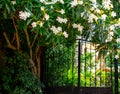 Forged garden gate behind a blooming tree Royalty Free Stock Photo