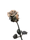 Forged metal rose Royalty Free Stock Photo