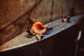 A metal forged rose lies on the pier in the smithy Royalty Free Stock Photo