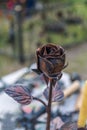 Forged rose Royalty Free Stock Photo