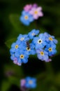 Forger me not flower Royalty Free Stock Photo