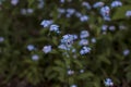 Forget, flowers, spring, flower, background, blue, nots, nature, meadow, beauty, green, color, summer, closeup, natural, plant, fl