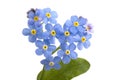 Forget me not.. Royalty Free Stock Photo