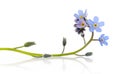 Forget-me-not Royalty Free Stock Photo