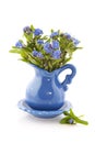 Forget me not Royalty Free Stock Photo