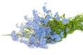 Forget-me-not