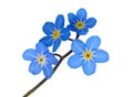 Forget me not