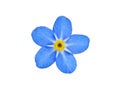 Forget me not Royalty Free Stock Photo