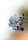 Forget-me-not