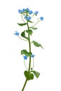 Forget me not Royalty Free Stock Photo