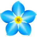 Forget-me-not